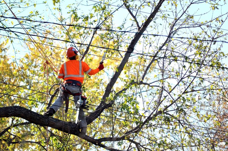 Arborist Spraying in Reno, NV