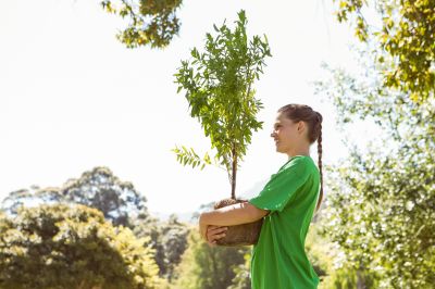 Ornamental Tree Planting in Honolulu, HI