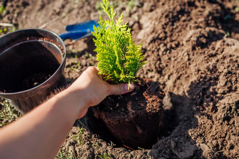 Pine Tree Planting in Ventura County, CA
