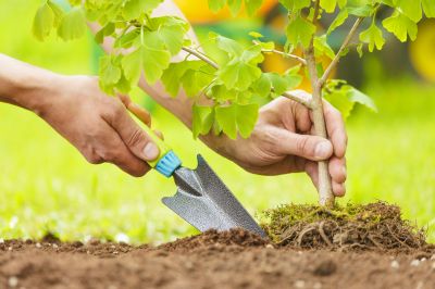 Tree Landscaping in Ventura County, CA